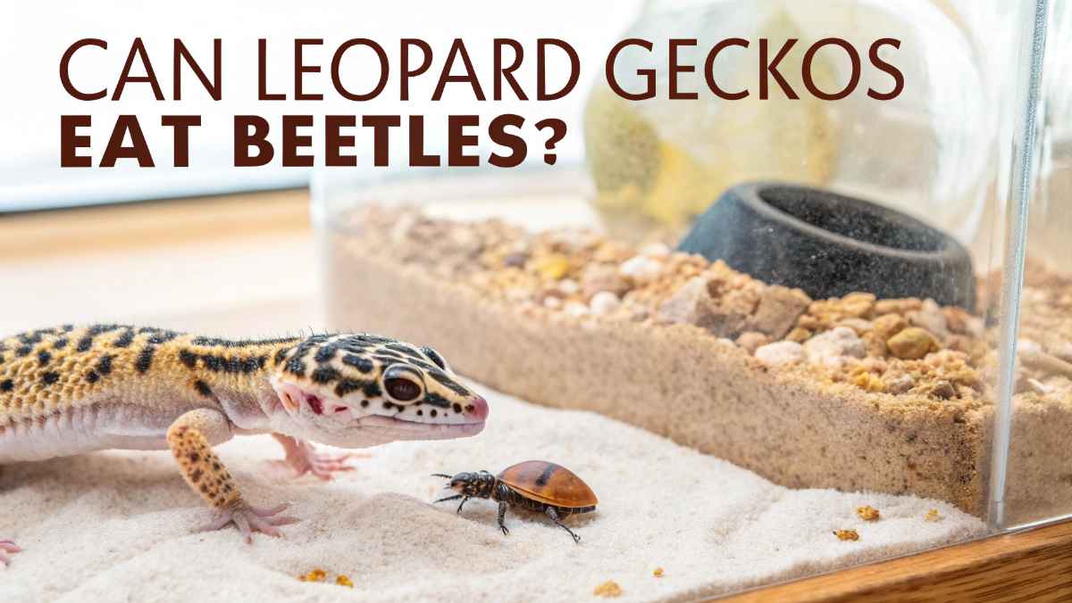 Can Leopard Geckos Eat Beetles