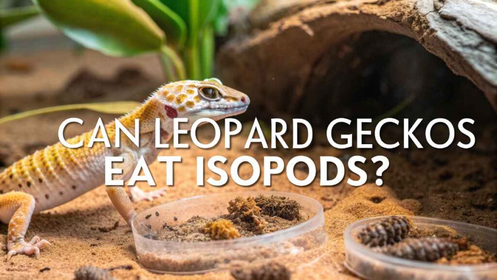 Can Leopard Geckos Eat Isopods​