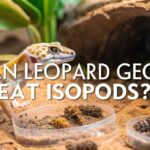 Can Leopard Geckos Eat Isopods​