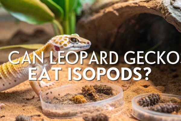 Can Leopard Geckos Eat Isopods​