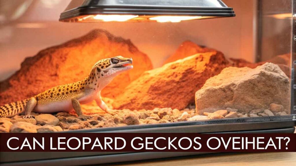Can Leopard Geckos Overheat?