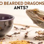 Do Bearded Dragons Eat Ants