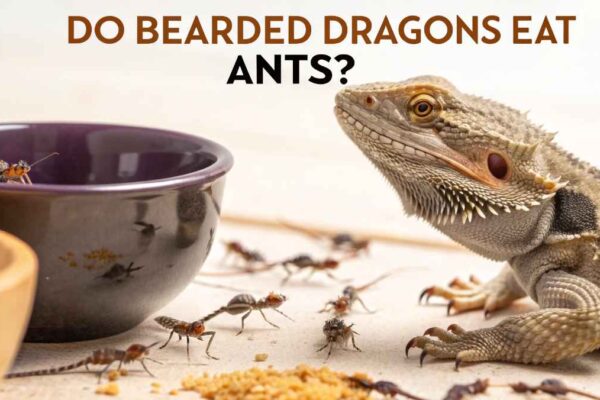 Do Bearded Dragons Eat Ants