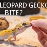 Do Leopard Geckos Bite