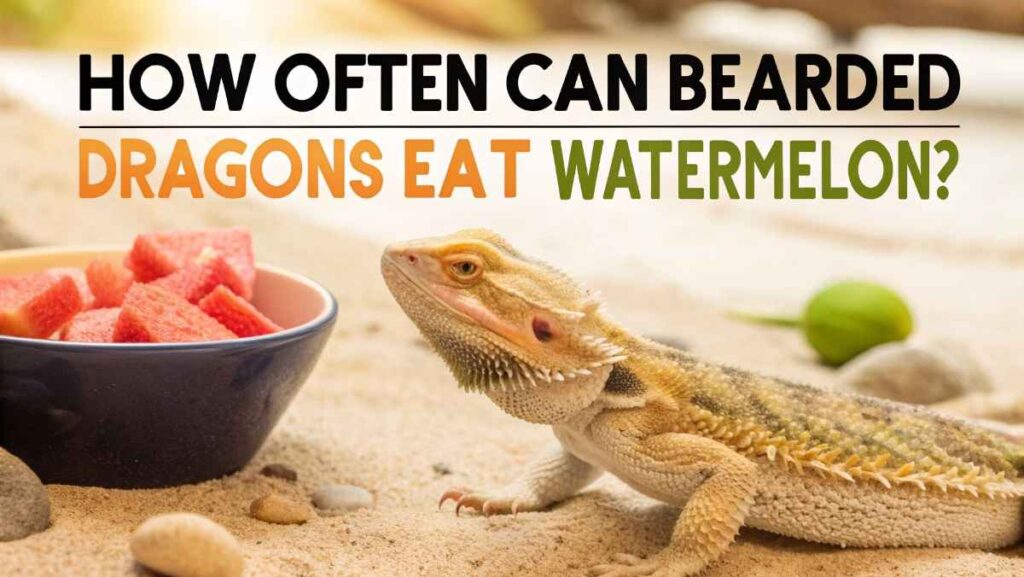 How Often Can Bearded Dragons Eat Watermelon?