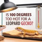 Is 100 Degrees Too Hot For A Leopard Gecko