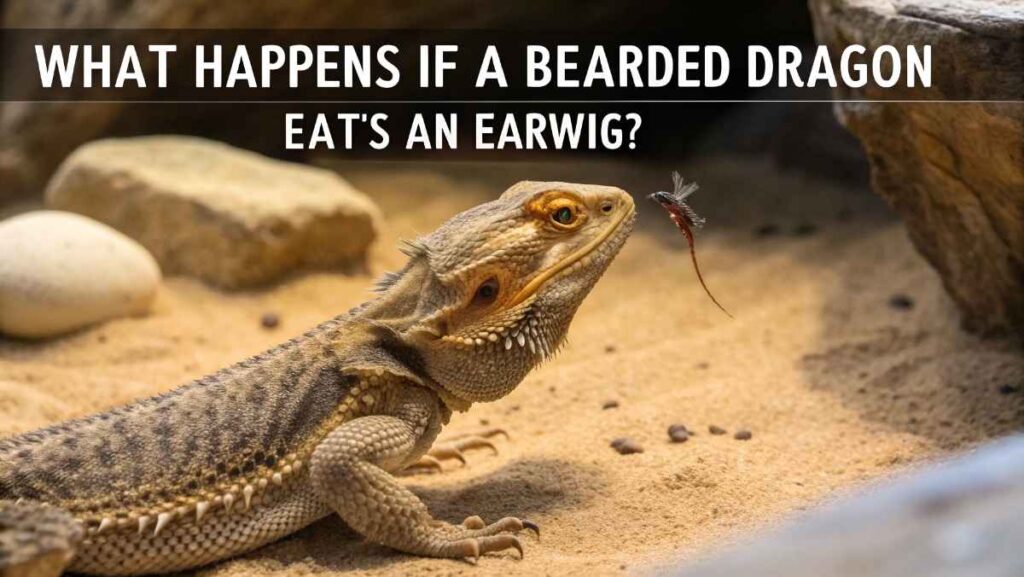 What Happens If a Bearded Dragon Eats an Earwig?