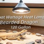 What Wattage Heat Lamp For Bearded Dragon 120 Gallon