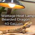 What Wattage Heat Lamp For Bearded Dragon 40 Gallon