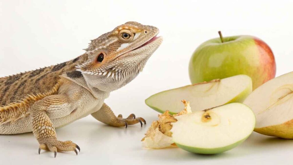 Which Apple Is Better?