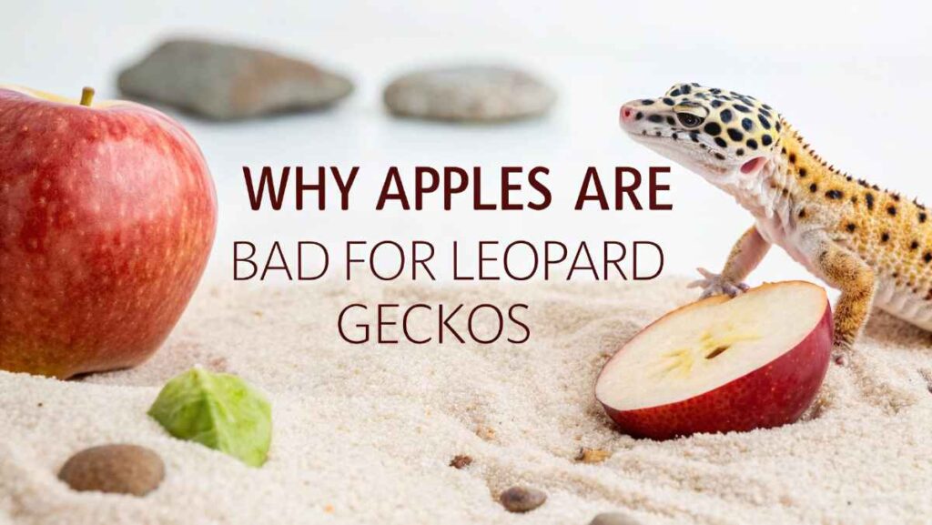 Why Apples Are Bad for Leopard Geckos